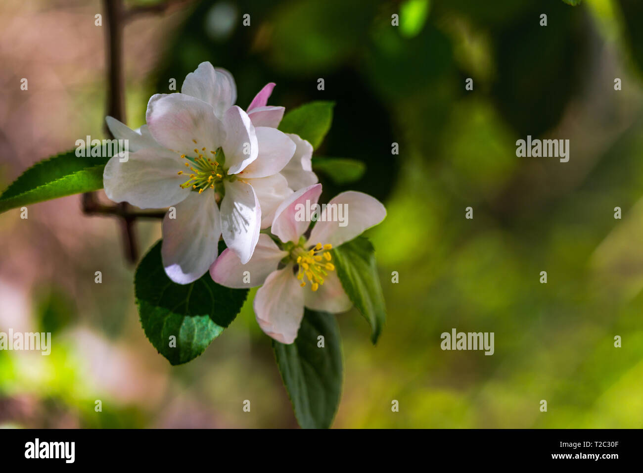 Apple fiorisce in primavera Foto Stock