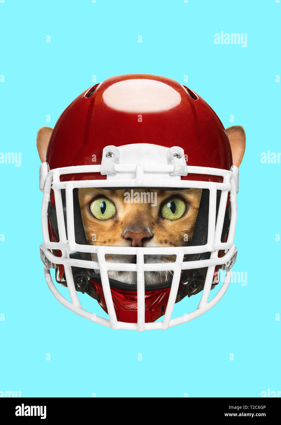 Un animale di tutela dei diritti. Gatto in testa in rosso e bianco american football o sportivo casco contro sfondo blu. Animali domestici meritano sicurezza. Spa negativa Foto Stock