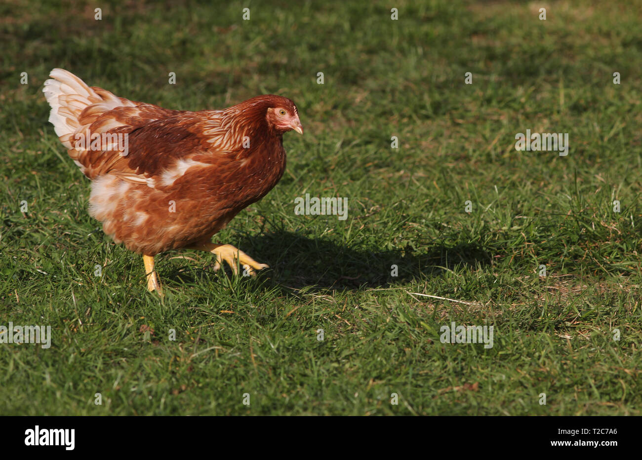 Giovane gallina all'aperto che vive in agricoltura a campo libero. Spostamento da sinistra a destra. Foto Stock