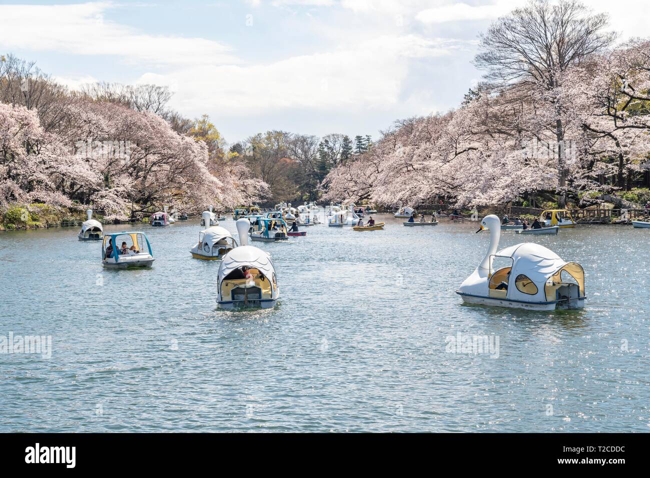 Tokyo, Giappone. Il 1 aprile, 2019. La fioritura dei ciliegi in fiore a Inokashira Park. Gli ospiti godono di Hanami (fiori di ciliegio guardando) da imbarcazioni. Qui è selezionato per il giapponese Top 100 Cherry Blossom la visualizzazione di siti. Credito: Mondo scoperta/Alamy Live News Foto Stock