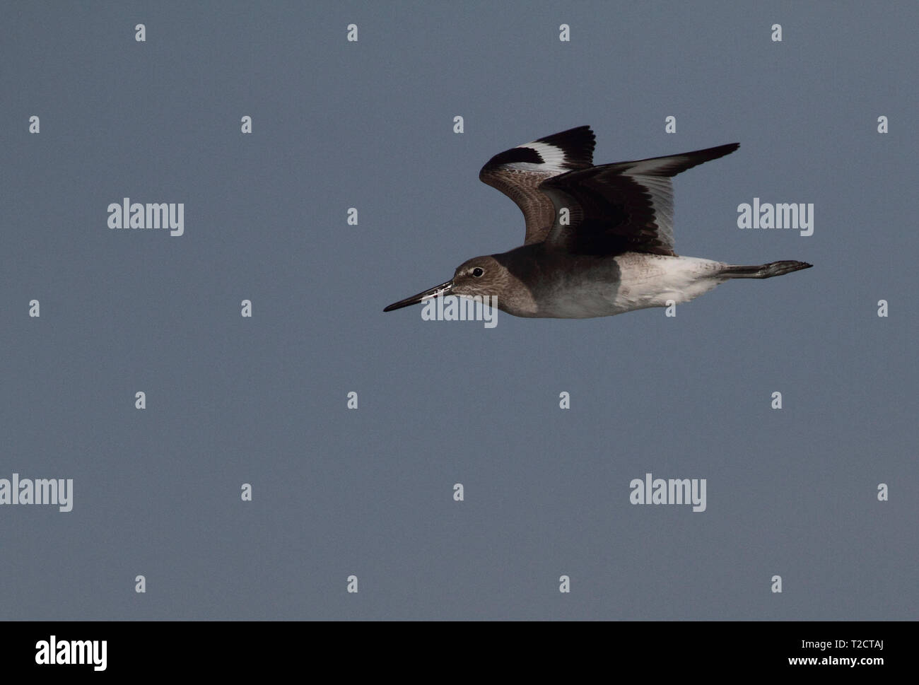 Willet, Tringa semipalmata, J. N. 'Ding' Darling National Wildlife Refuge, STATI UNITI D'AMERICA, in volo Foto Stock