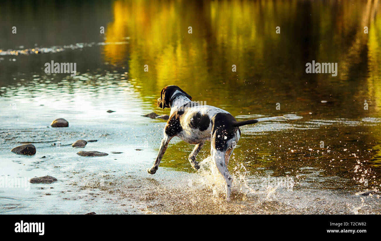 Cane puntatore inglese in esecuzione in acqua al tramonto di autunno Foto Stock