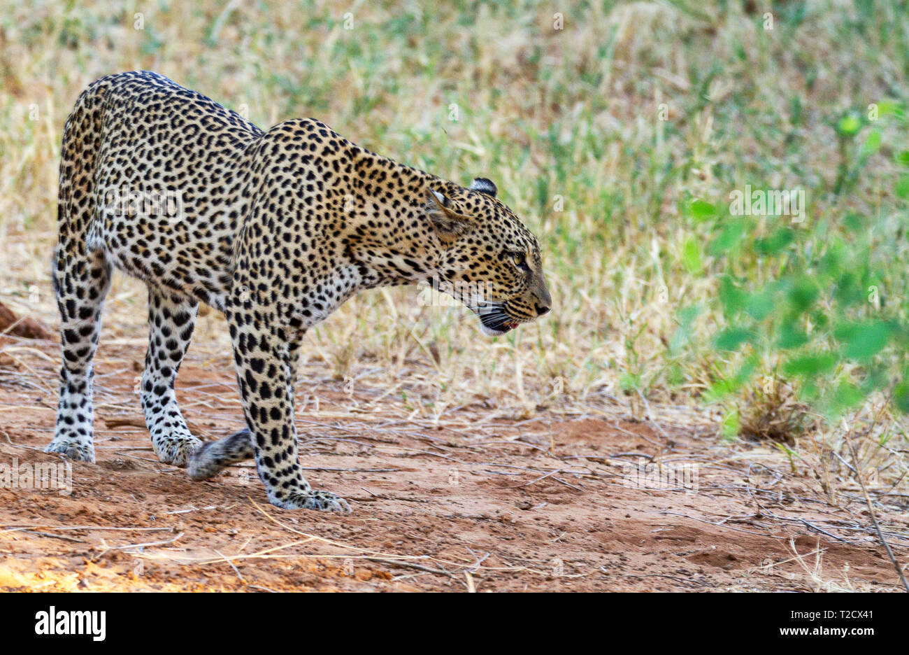 Leopard Panthera pardus big cat muovendosi a piedi con motion blur di zampa la faccia laterale del corpo della testa Samburu Riserva nazionale del Kenya Africa Orientale sguardo intenso Foto Stock
