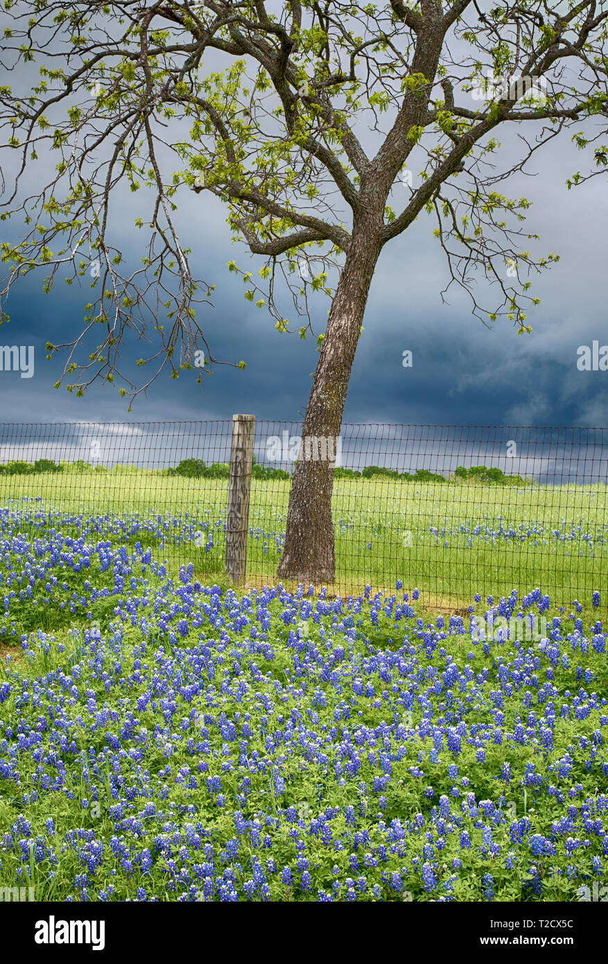 Tempesta di primavera il Texas Foto Stock