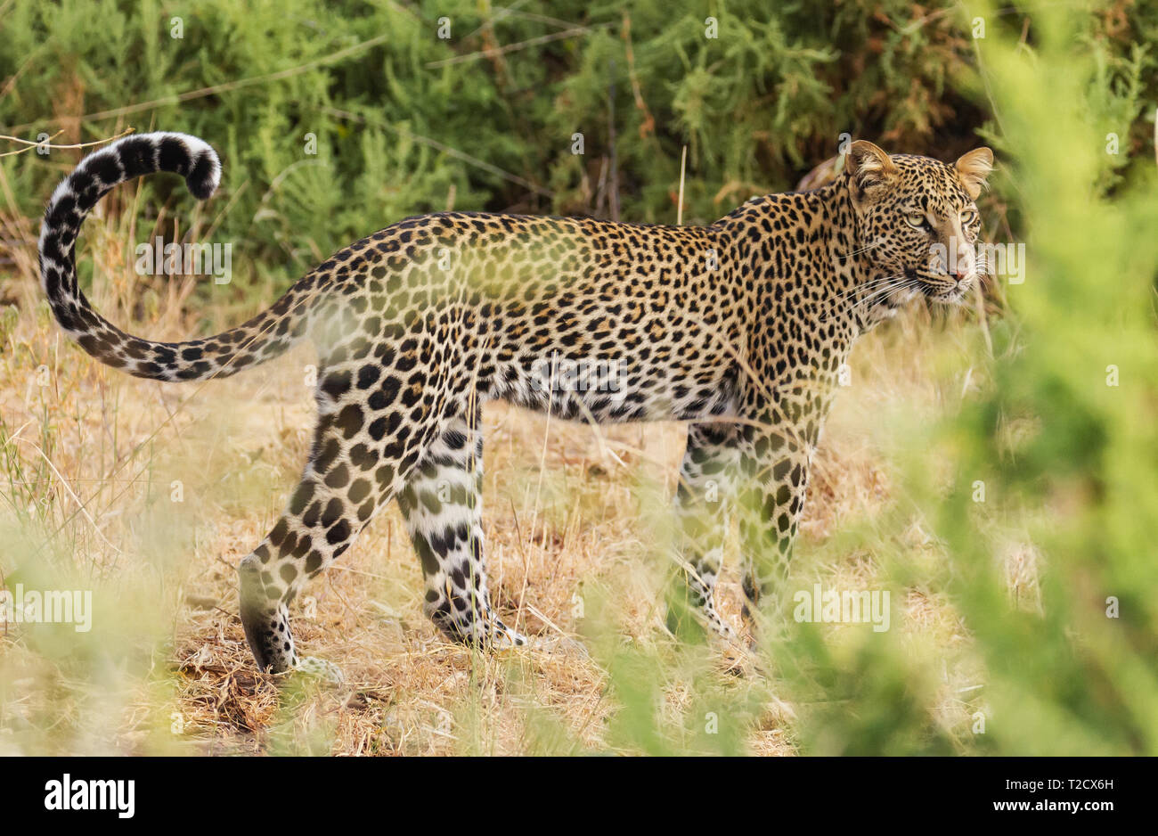 Leopard Panthera Pardus lato corpo pieno volto ritratto occhi lunghi baffi parzialmente nascosto da erba alta Samburu Riserva nazionale del Kenya Africa orientale Foto Stock