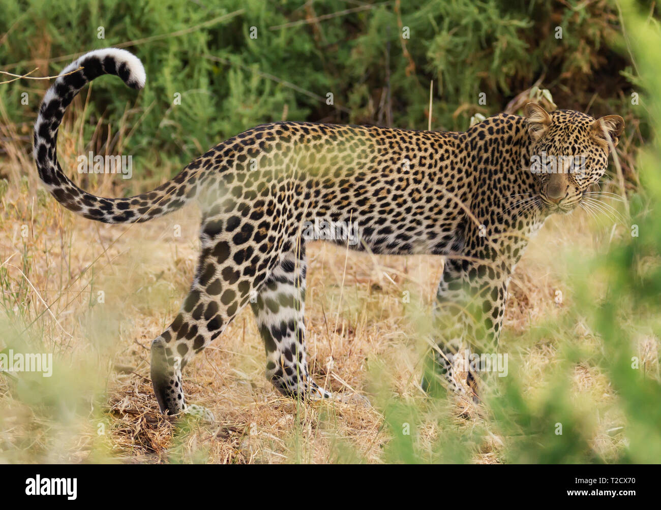 Leopard Panthera Pardus lato corpo viso guardando indietro occhi lunga coda baffi arricciati fino parzialmente nascosto da erba Samburu National Reserve Kenya Africa Foto Stock