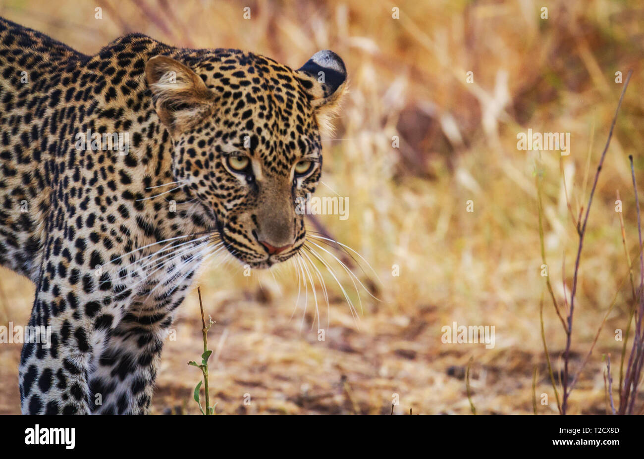 Close-up Leopard panthera pardus faccia di testa lungo i whiskers occhi verdi intenti cercare spazio copia Samburu Riserva nazionale del Kenya Africa Orientale big five cat Foto Stock