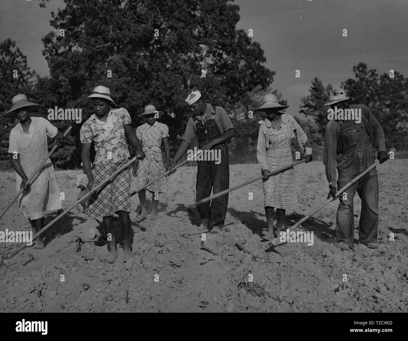 Afro-americano di famiglia multigenerazionale, stando in piedi in un campo e tritare il cotone mentre lavora come mezzadri in White Plains, Greene County, Georgia, Giugno 1941. Dalla Biblioteca Pubblica di New York. () Foto Stock