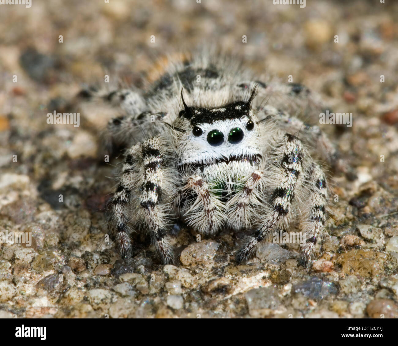 Piccolo bianco e nero jumping spider (Famiglia Salticidae) su un substrato di sabbia. Foto Stock