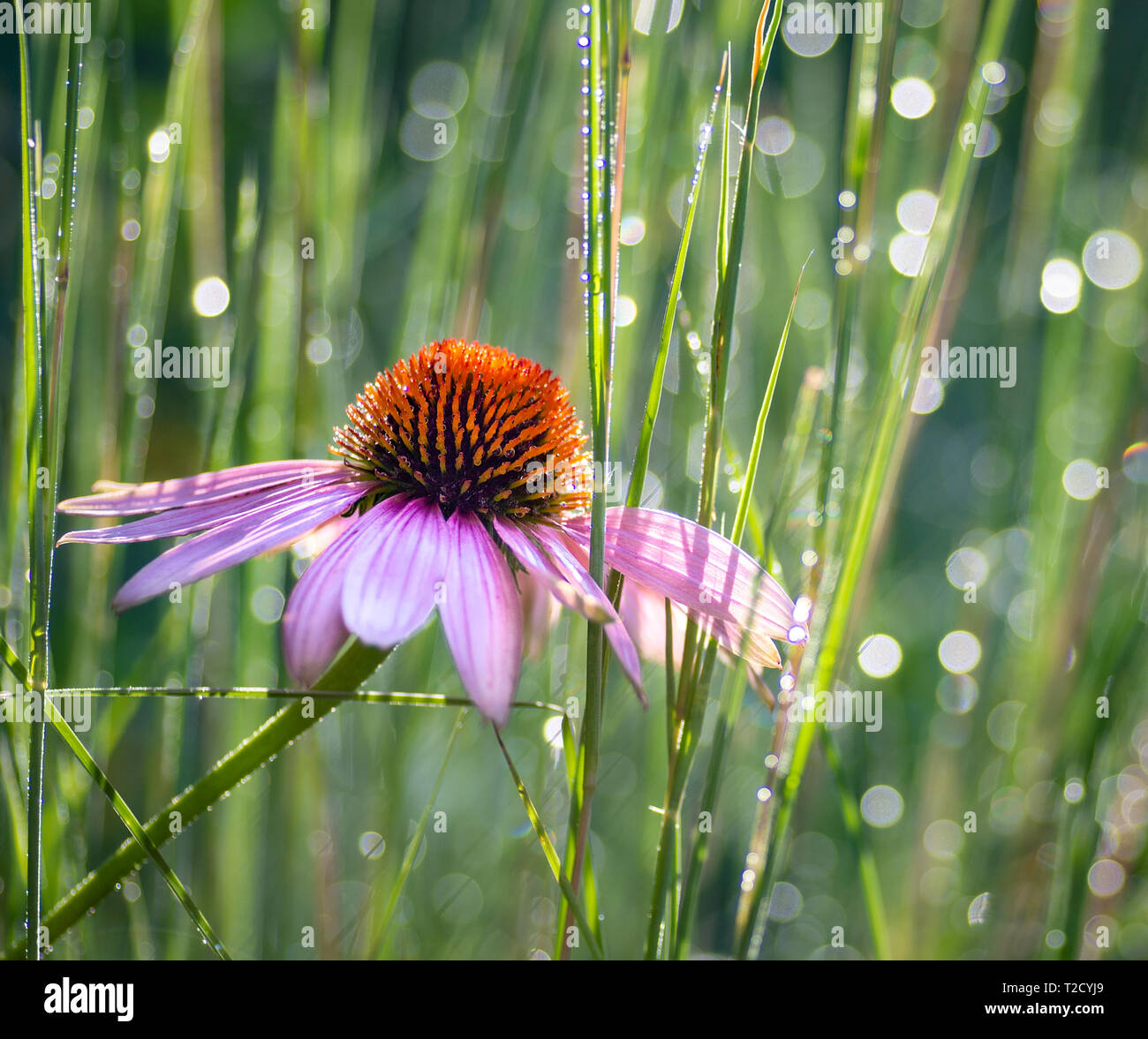 Purple coneflower (Echinacea purpurea) tra poco bluestem (Schizachyrium scoparium) in prato giardino in Virginia centrale Foto Stock