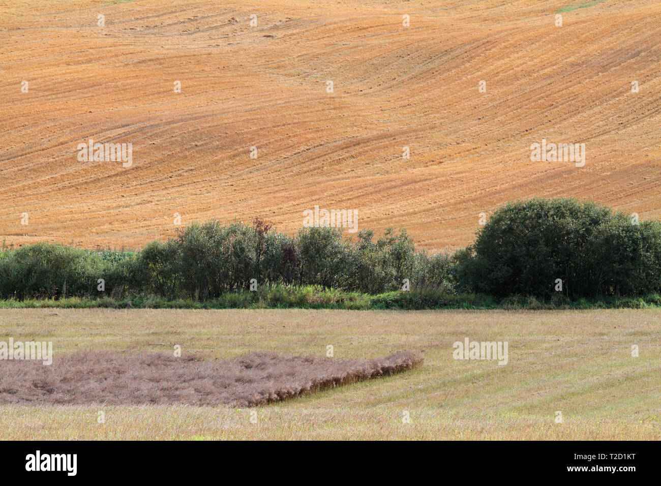 Un terreno coltivato scenario con una fossa cespuglioso Foto Stock