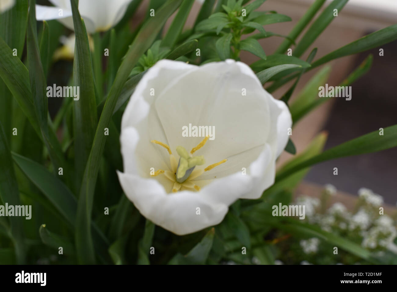 Tulipani bianchi Foto Stock