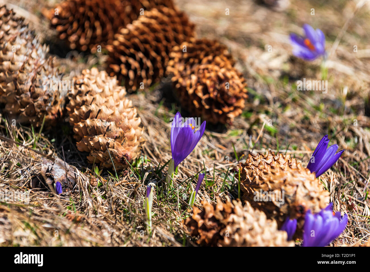 La molla i bulbi di viola crocus vernus fiore. Foto Stock