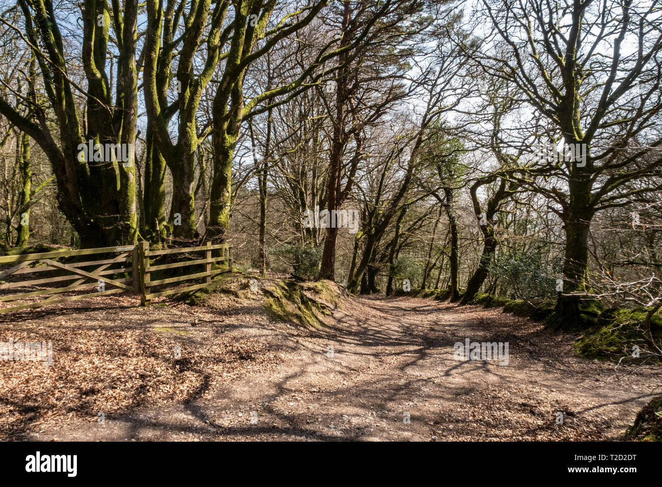 La collina di nucleo in legno, al di sopra di Sidmouth, Devon, parte del Woodland Trust, con sentieri e buona passeggiata a piedi. Foto Stock
