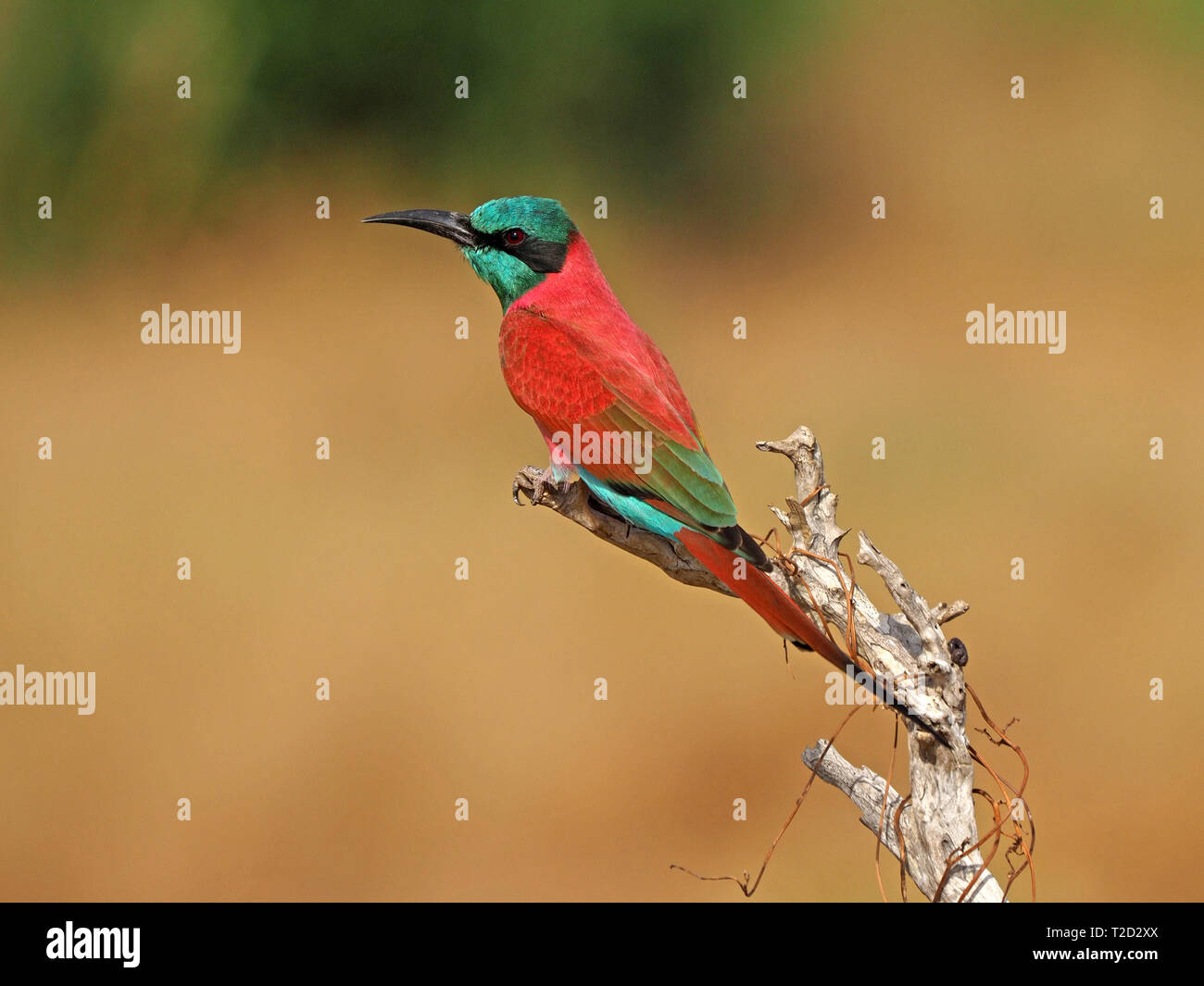 Incredibile rosso vivace Nord del Carmine Gruccione (Merops nubicus) con verde metallizzato testa appollaiato sul ramo morto in Conservancy Galana,Kenya,Africa Foto Stock