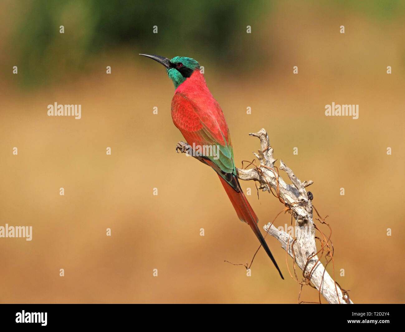 Incredibile rosso vivace Nord del Carmine Gruccione (Merops nubicus) con verde metallizzato testa appollaiato sul ramo morto in Conservancy Galana,Kenya,Africa Foto Stock