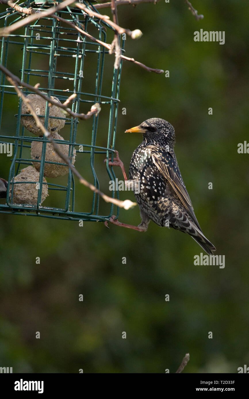 Starling mangiare formano un Bird Feeder, East Coast, Lincolnshire, Regno Unito Foto Stock