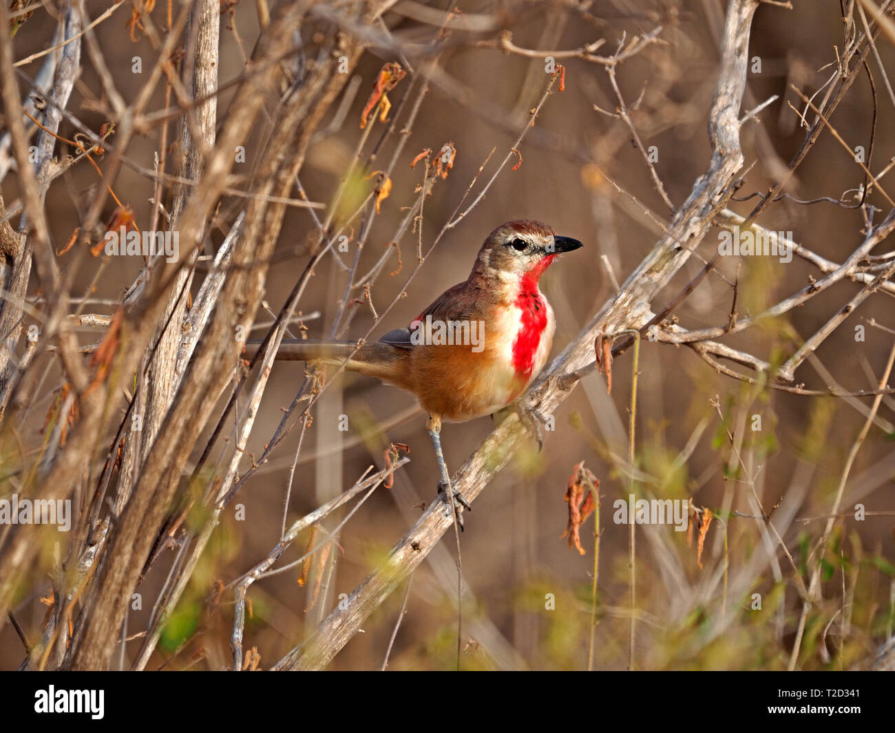 Rosy femmina-patchato Bush Shrike (Rhodophoneus cruentus) con la striscia rossa verso il basso di gola appollaiato in arbusto di twiggy in Conservancy Galana, Kenya, Africa Foto Stock