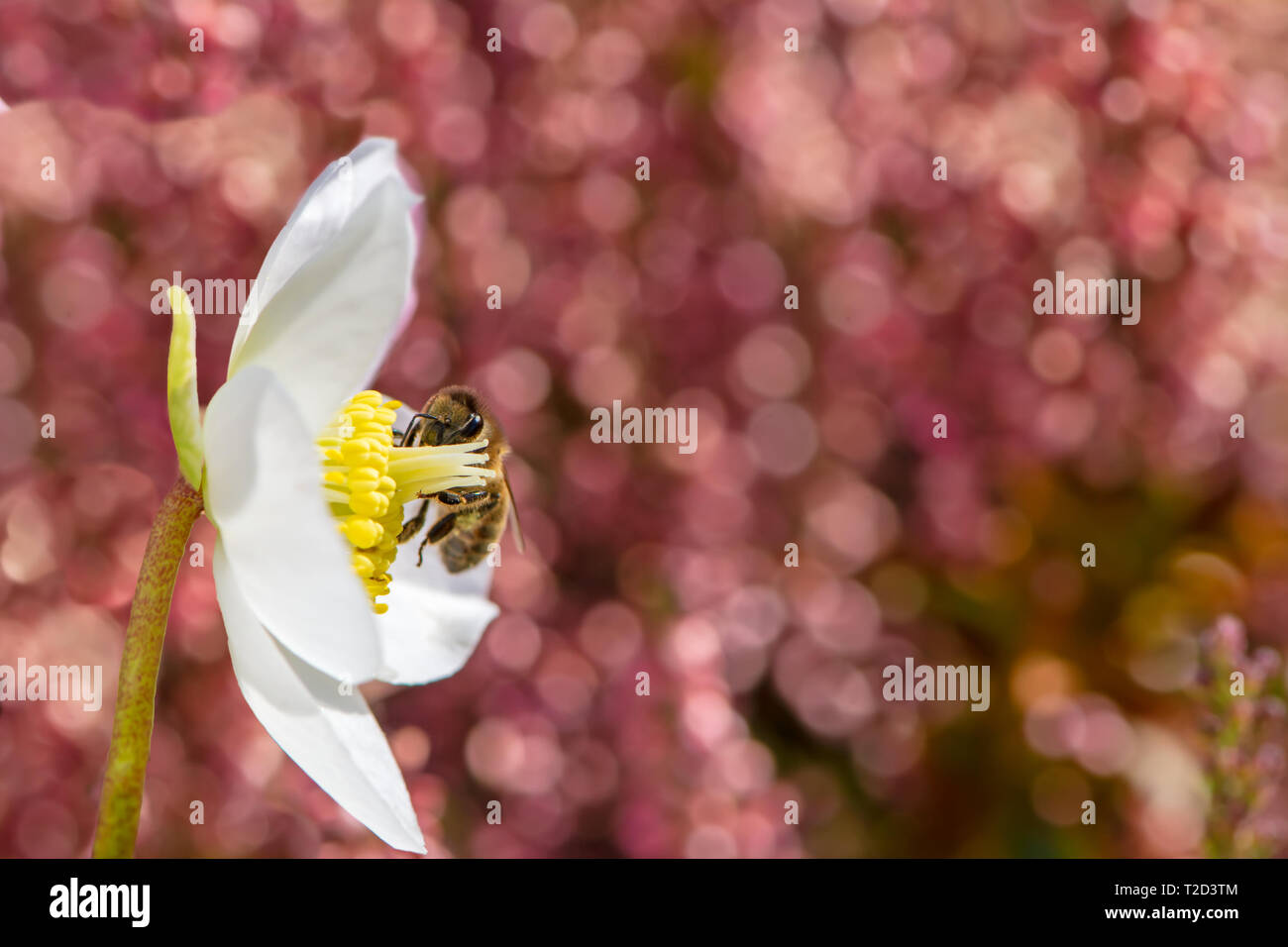 Bee impollinatori in fiore bianco di una rosa di natale fiore Foto Stock