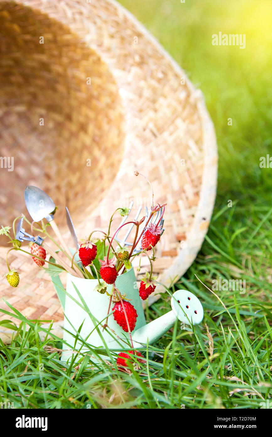 Annaffiatoio, fragole, cappello di paglia e strumenti in giardino Foto Stock