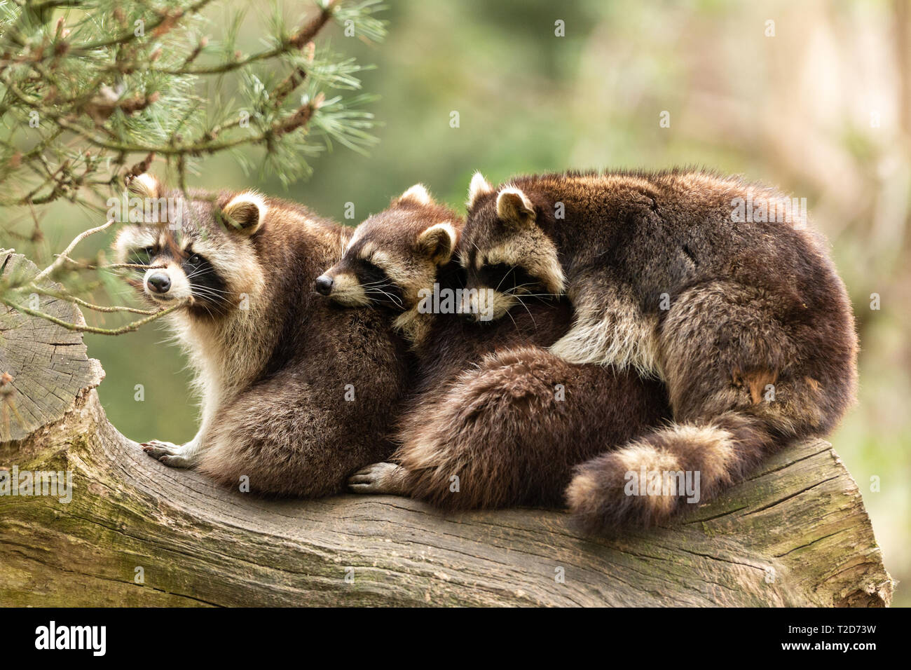 Waschbaeren Foto Stock