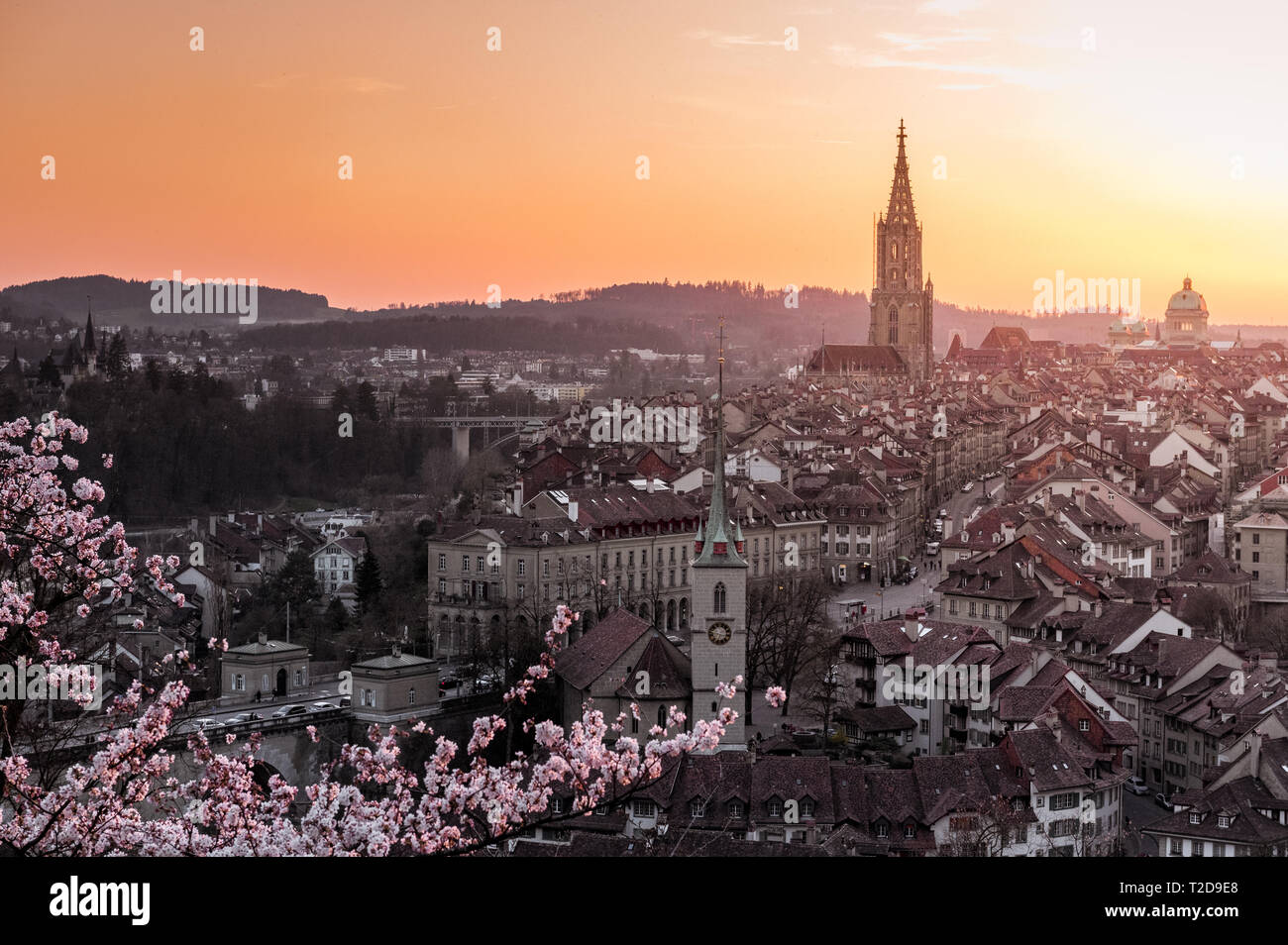Sonnenuntergang über der Stadt Bern während Kirschblüte im Frühling mit Berner Münster und Altstadt Foto Stock