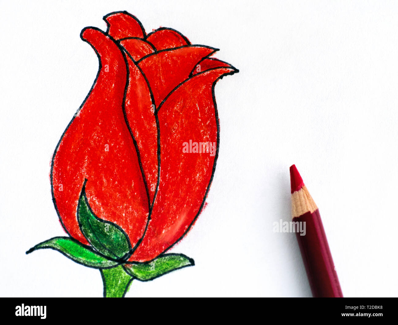 Red Tulip con matita. Matita disegno a mano. Foto Stock