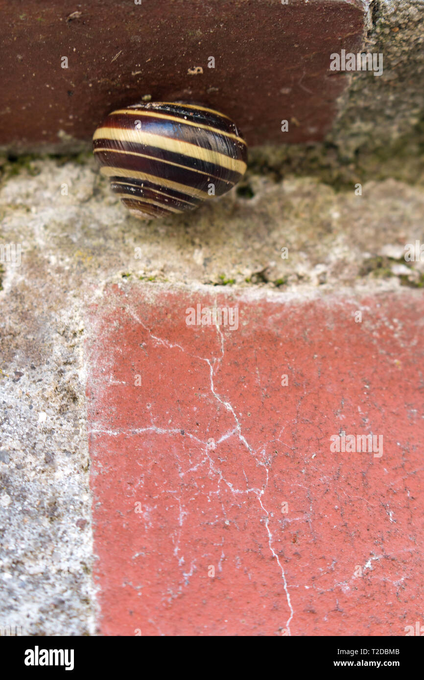 Grove lumaca o marrone-lumaca a labbro, Cepaea nemoralis, attaccato ad un rosso un muro di mattoni. Foto Stock
