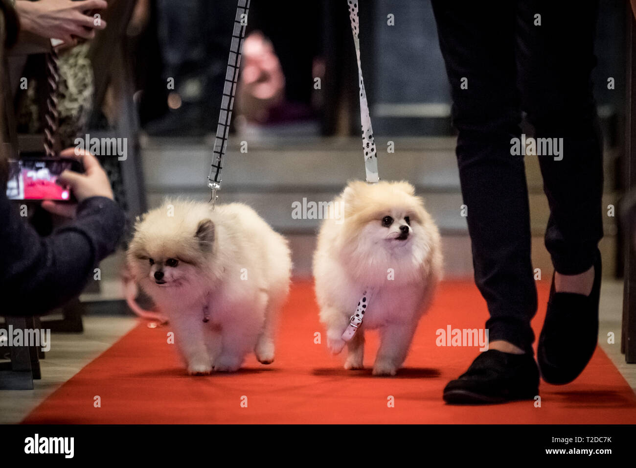 Londra, Regno Unito. Il 30 marzo, 2019. La London Fashion Dog Walk Brunch a M Ristorante a Victoria. Credito: Guy Corbishley/Alamy Live News Foto Stock