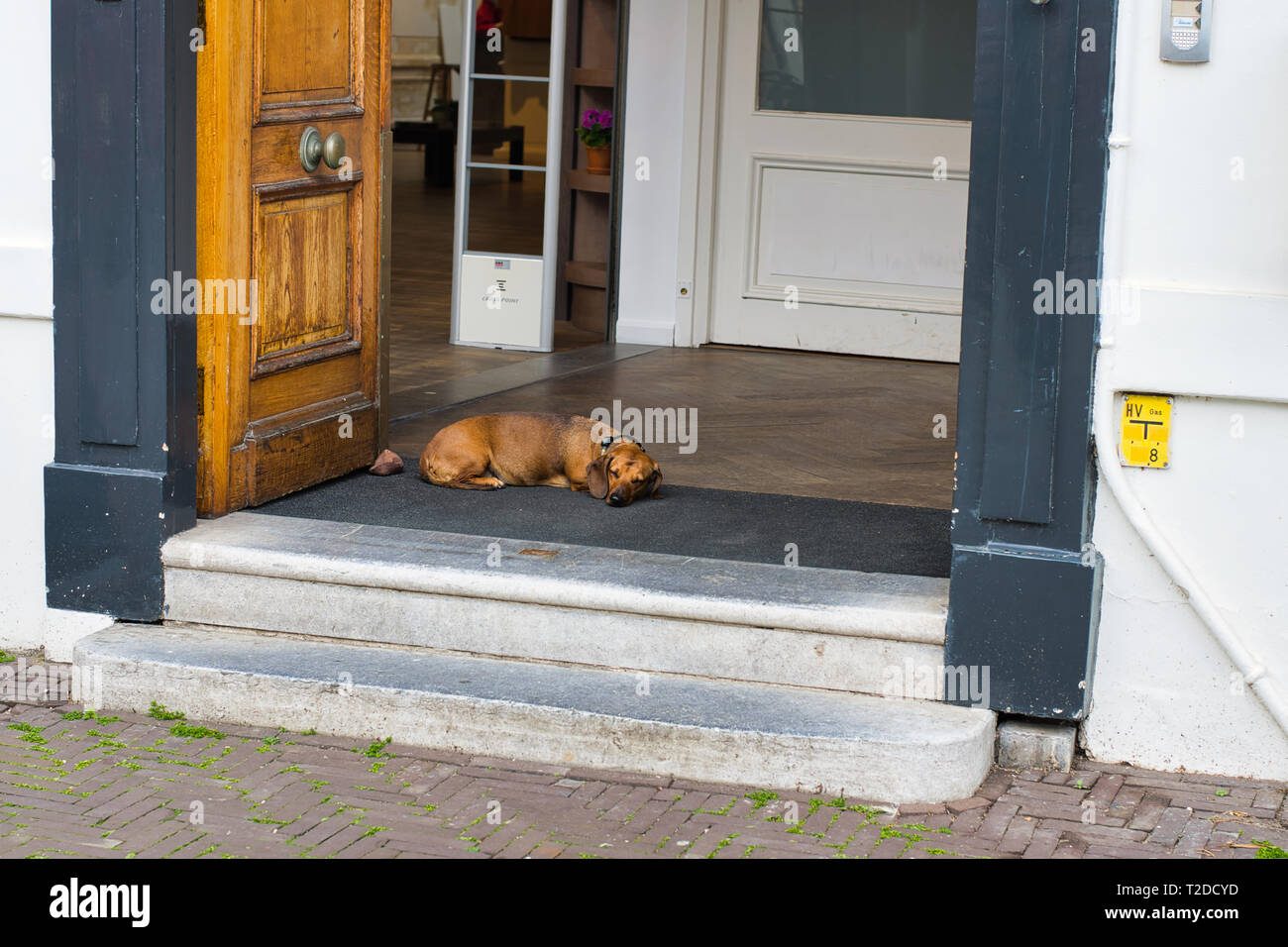 HAGUE, Paesi Bassi - 15 Aprile 2018: un cane sulla soglia del negozio è in stato di stop Foto Stock