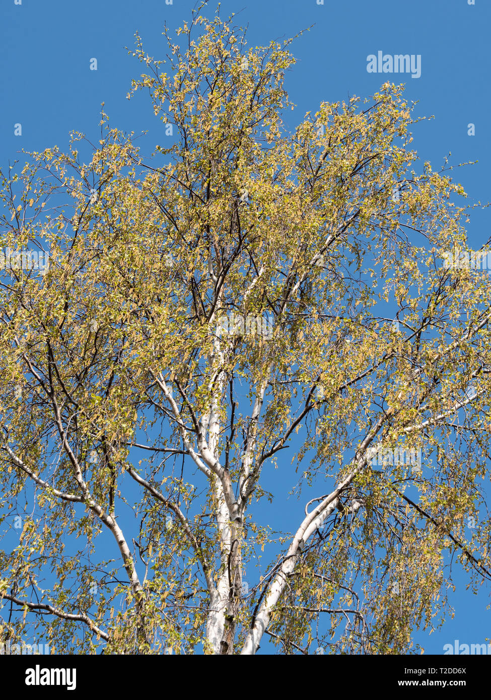 Argento (Betulla Betula pendula) contro il cielo blu in luce del sole di primavera. Foto Stock