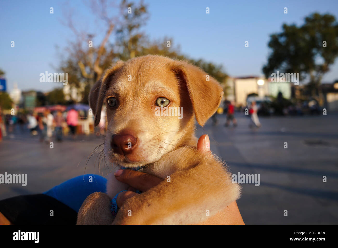 Poco carino e bellissimo green eyed giallo cucciolo di Labrador a portata di mano Foto Stock