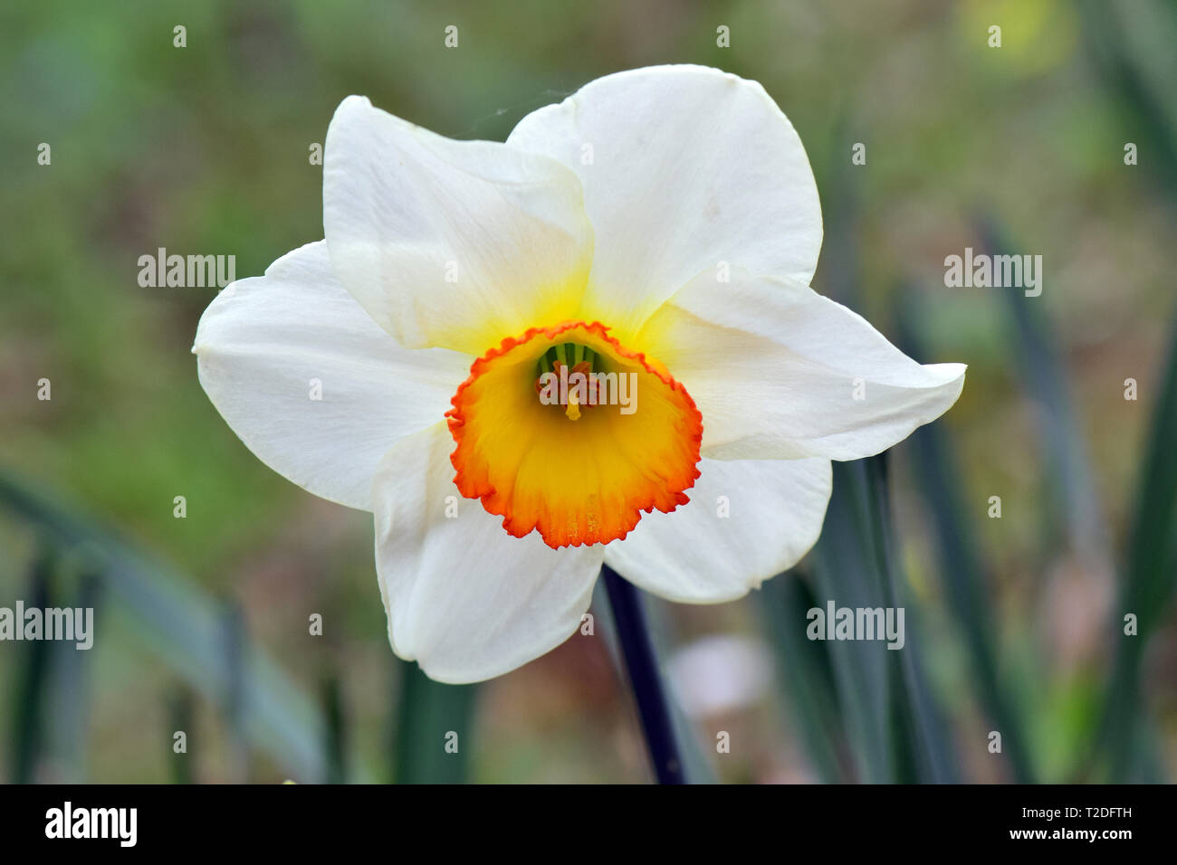 Narciso, jonquil, Narzissen, daffodil, daffadowndilly, narcisz, narcisi, fiore di narciso registrare Foto Stock