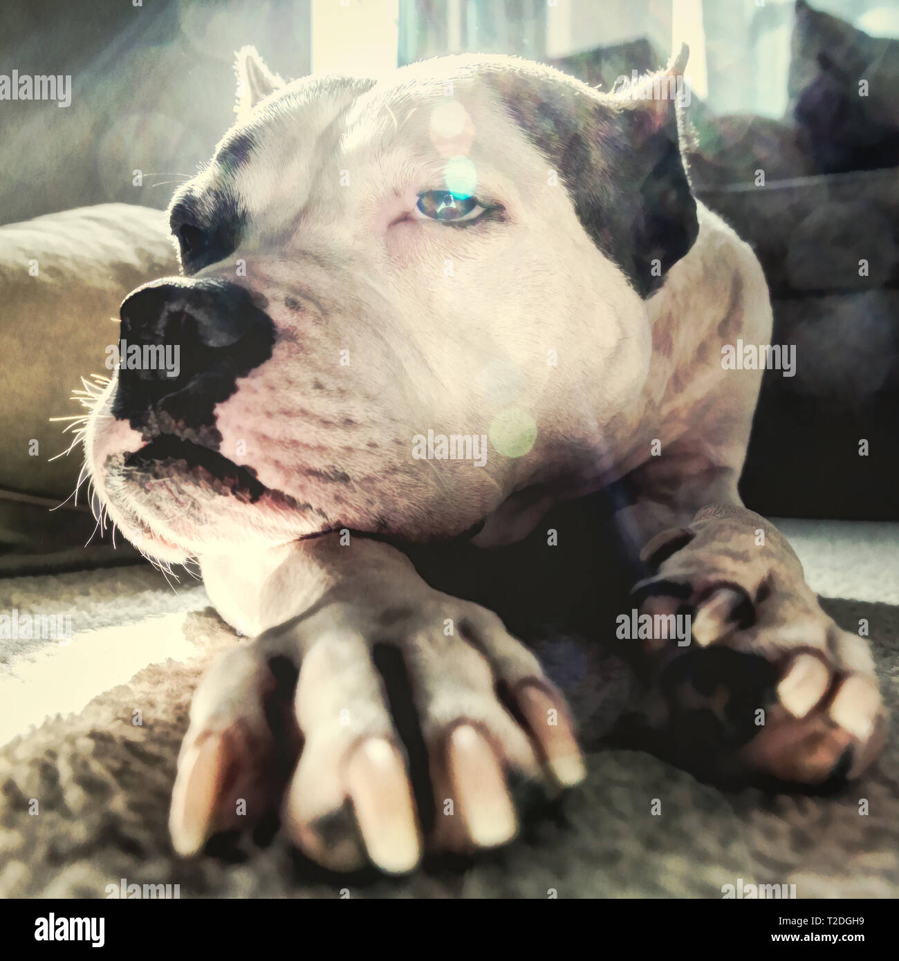 Un vecchio staffordshire terrier stabilisce nel pensiero con uno sguardo malinconico sul suo volto Foto Stock