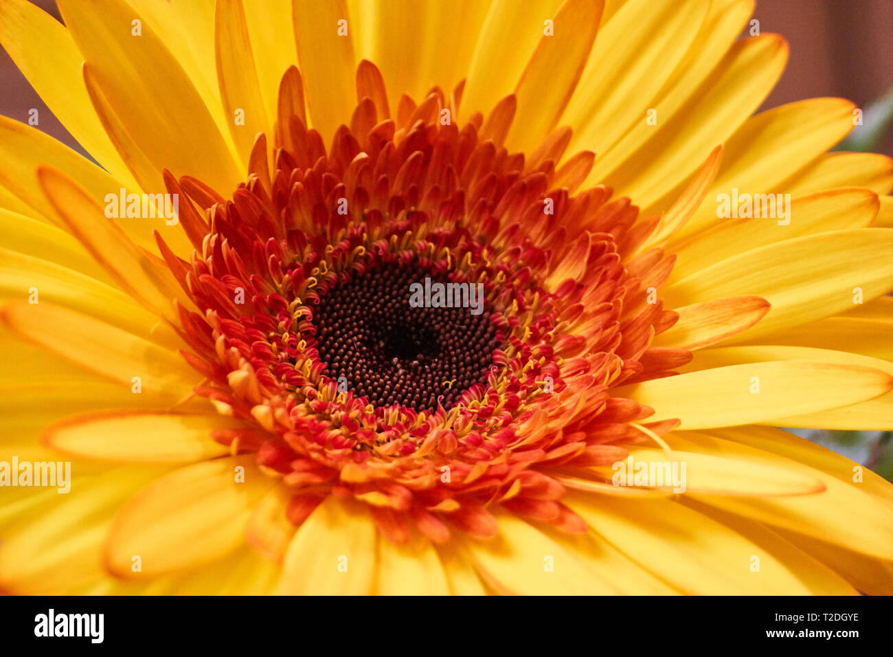 Il marrone, centrale disco floreale di un giallo, arancione e rosso Barberton daisy, noto anche come African daisy, Transvaal daisy e Gerbera jamesonii. Foto Stock