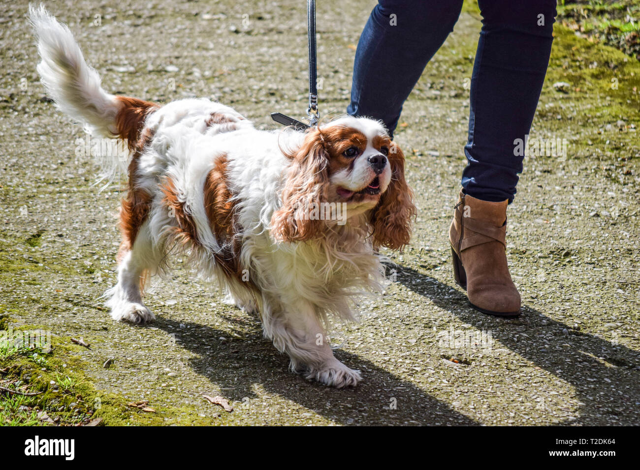 Donna che cammina il suo King Charles Spaniel sulla giornata di sole Foto Stock