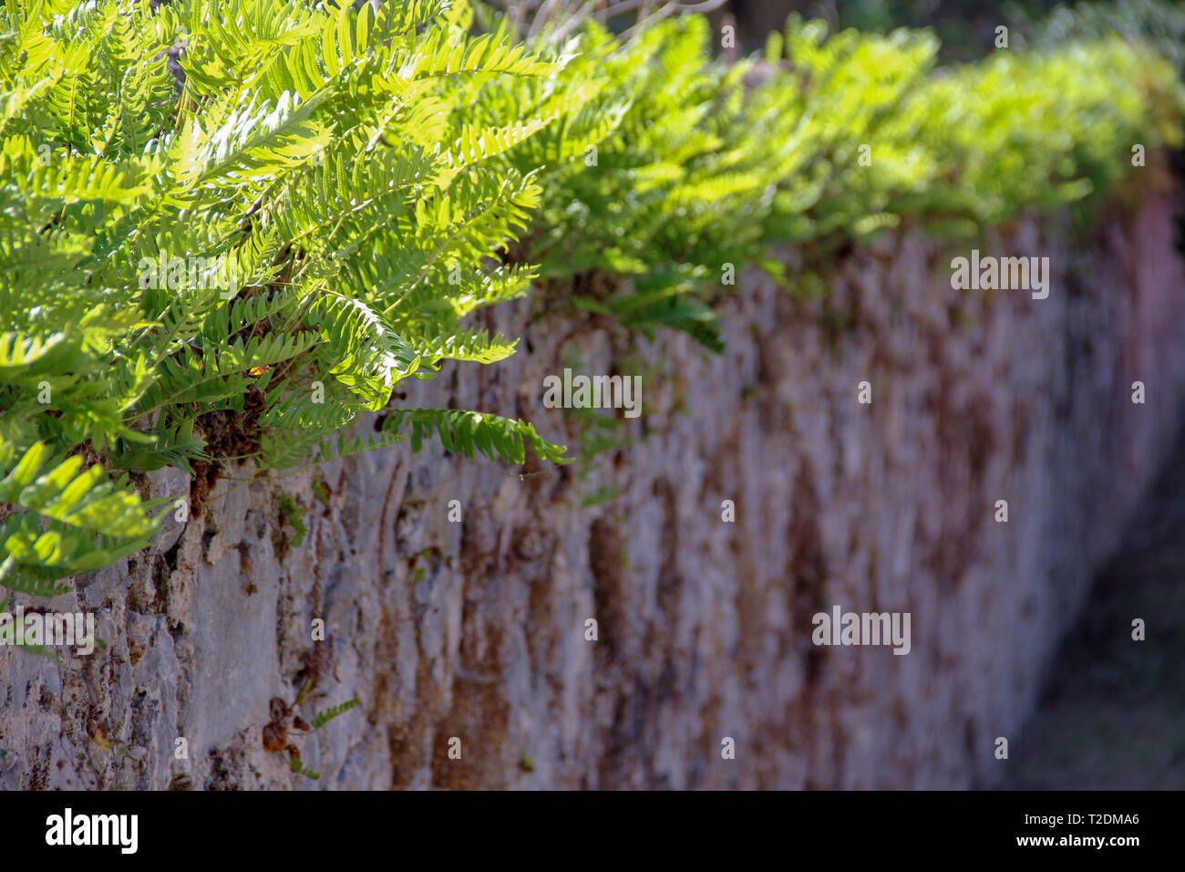 La felce sulla parte superiore di una parete Foto Stock