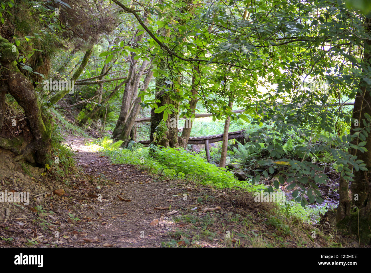 Hobbit sentiero lungo il fiume su una foresta magica Foto Stock