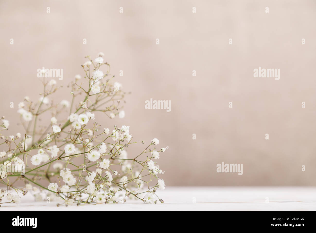 Piccoli fiori bianchi gypsophila sulla tavola di legno a pastello pallido sfondo beige. La minima nozione di stile di vita. Copia dello spazio. Foto Stock