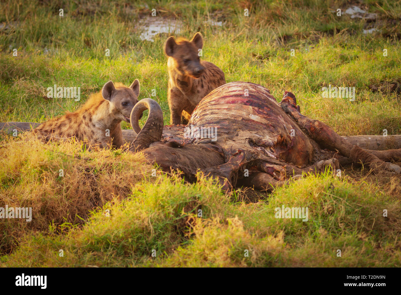 Due spotted iena iene Hyaenidae feed di recupero sui morti buffalo kill carcassa Lake Nakuru national park Kenya Africa Orientale motion blur vizioso insanguinato Foto Stock
