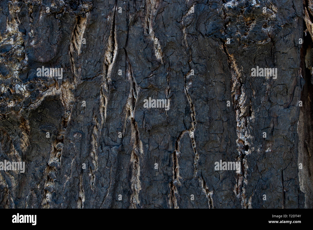 Albero bruciato corteccia texture di sfondo macro Foto Stock