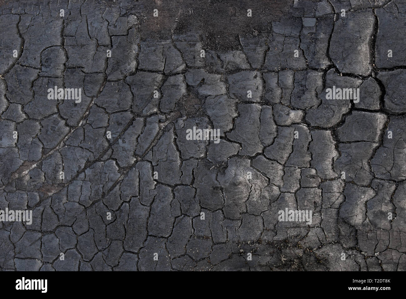 Albero bruciato corteccia texture di sfondo macro Foto Stock