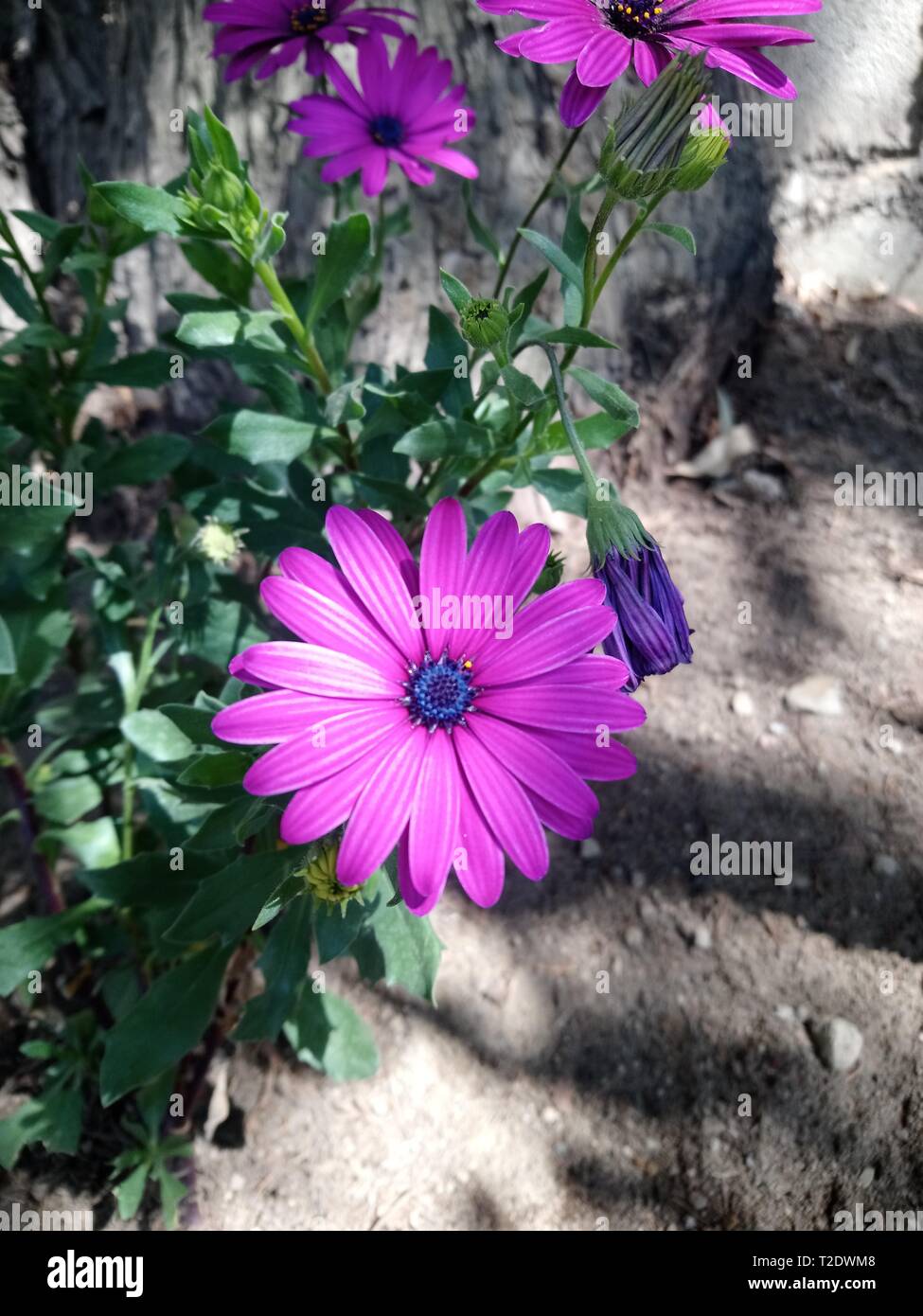 Flor de primavera de los ríos de cajola xela, Flor de estrellas de puntas con petalos e crece hermosos los los lodos colores rosados e amarillos Foto Stock