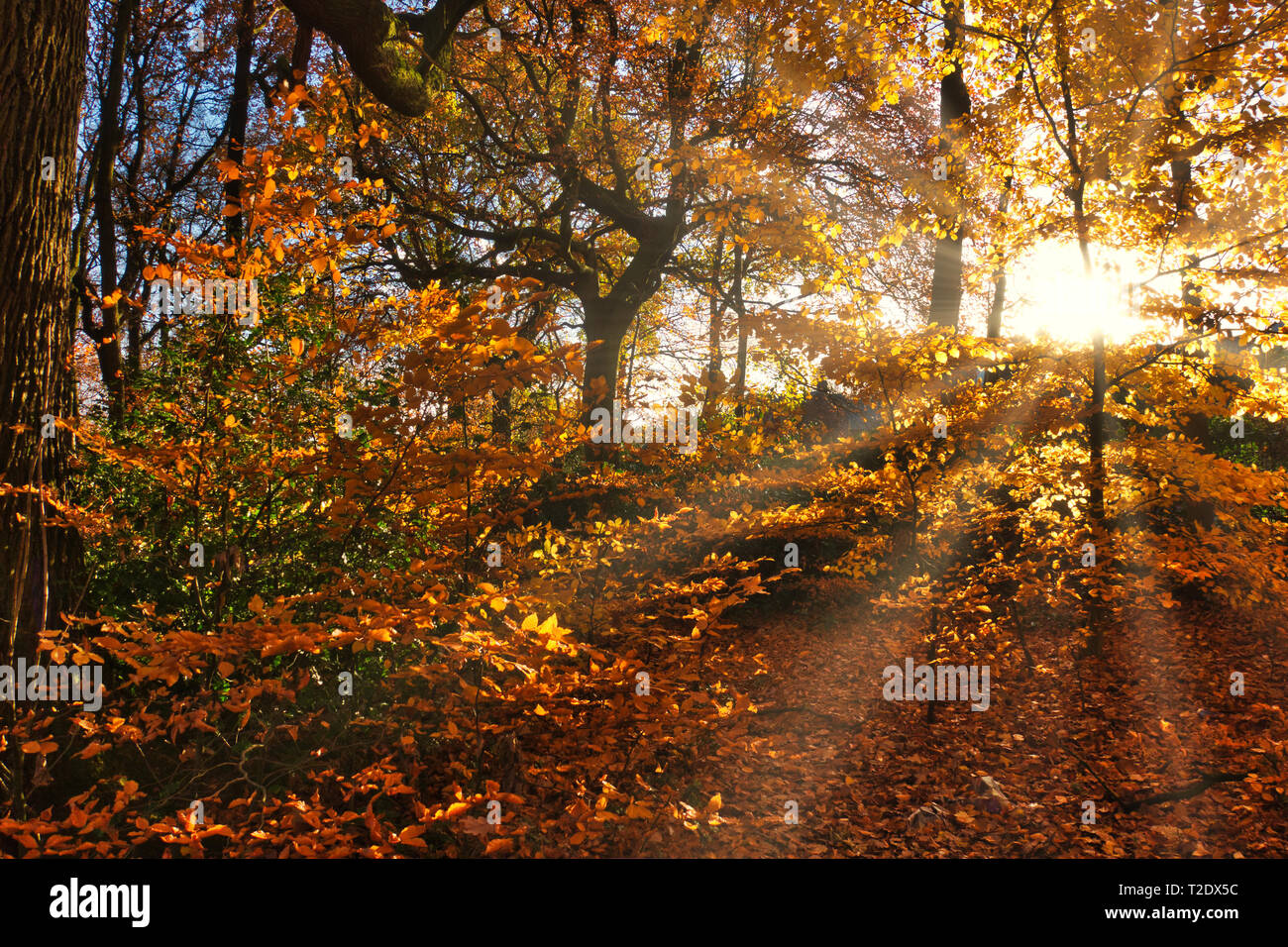 Raggi di sole che splende attraverso gli alberi in autunno Foto Stock