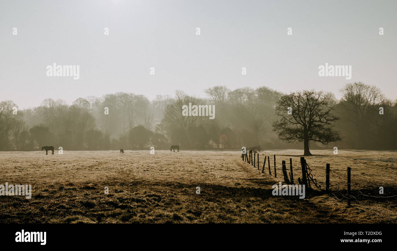 Cavalli al pascolo nel campo circondato da nebbia di mattina Foto Stock