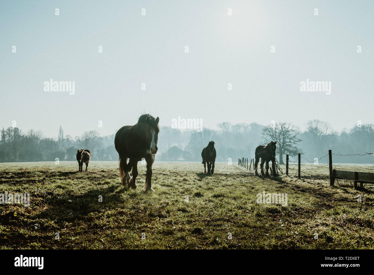 Cavalli al pascolo nel campo circondato da nebbia di mattina Foto Stock