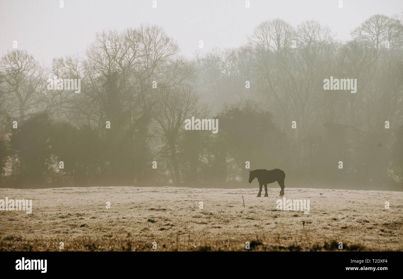 Cavallo al pascolo nel campo circondato da nebbia di mattina Foto Stock