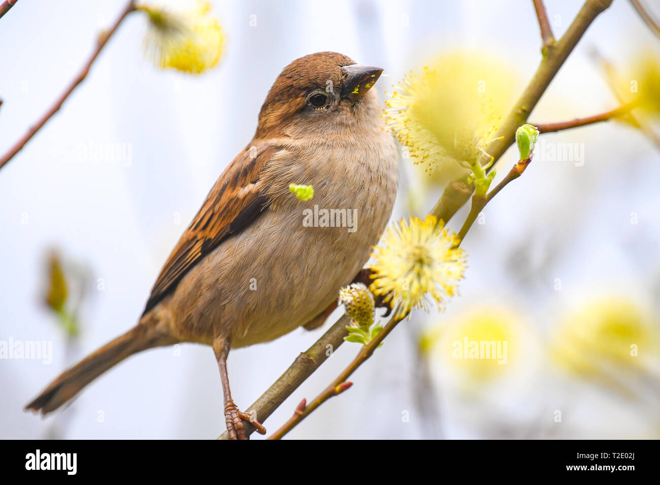 Una Casa Sparrow giovanile si trova su un ramo di albero. Foto Stock