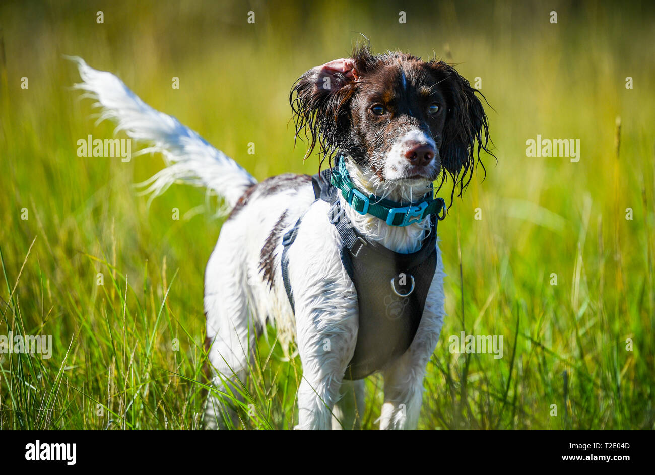 Un wet malconce English Springer Spaniel cucciolo tra le canne dopo il gioco la caccia degli uccelli attraverso l'acqua. Foto Stock