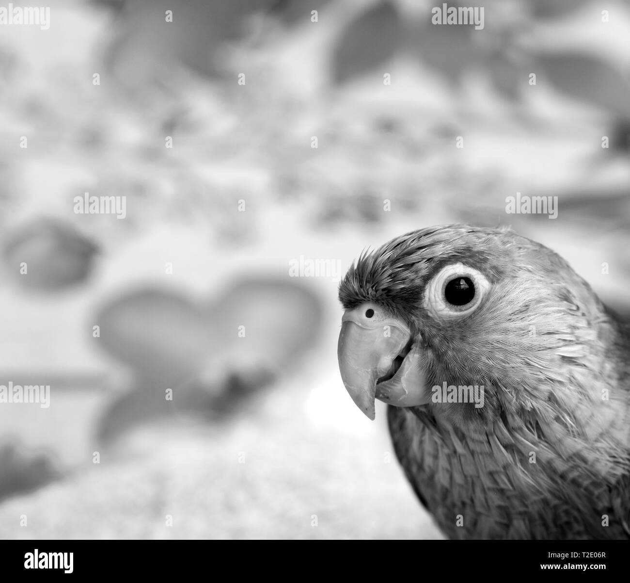 Piccolo animale domestico parrot guardando la telecamera Foto Stock